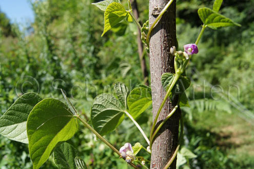 Molley's Zebra Bean (Zebra Bohne)