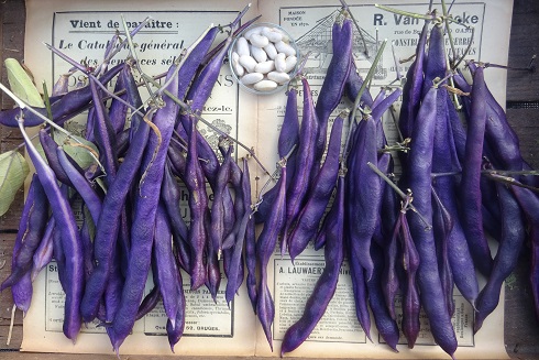 Purple Cardinal