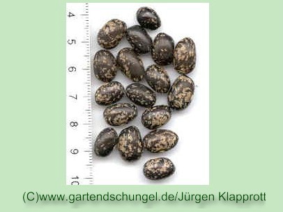 Mäuchbohne