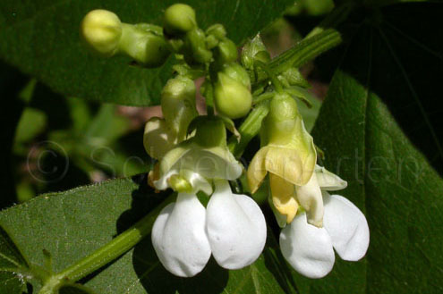 Engelsbohne (Monstranzbohne)