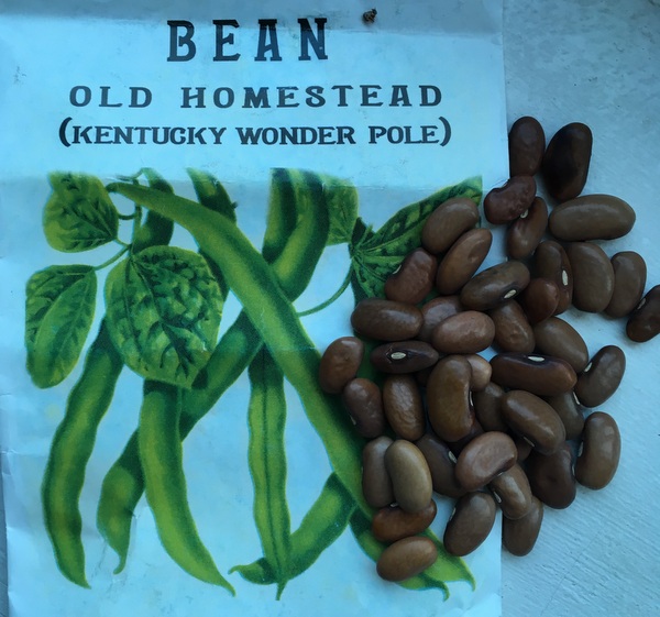 Kentucky Wonder