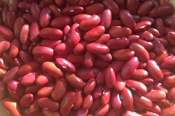 Rajama Indian Pink Bean