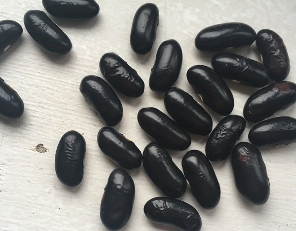 Schwarze aus Zeil am Main
