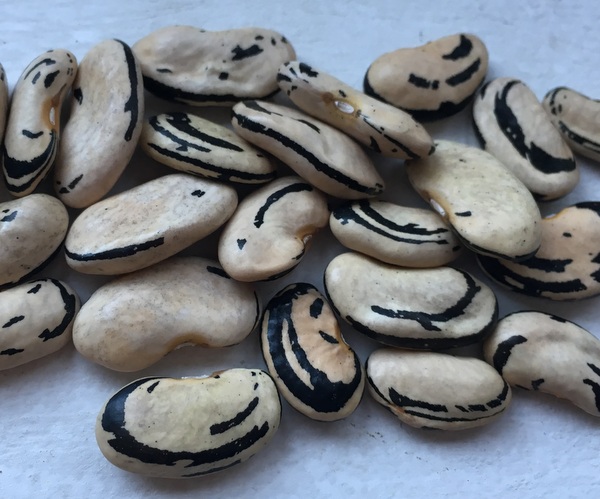Lohreys Special Bean (Zebra Bohne)