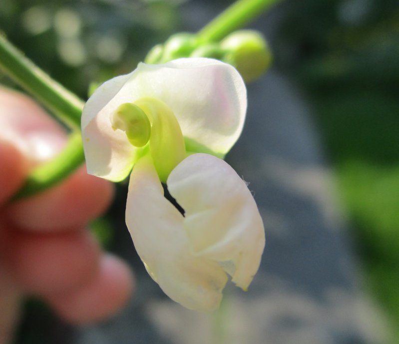 Aylas Maisbohne