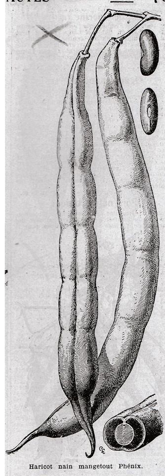 Phénix