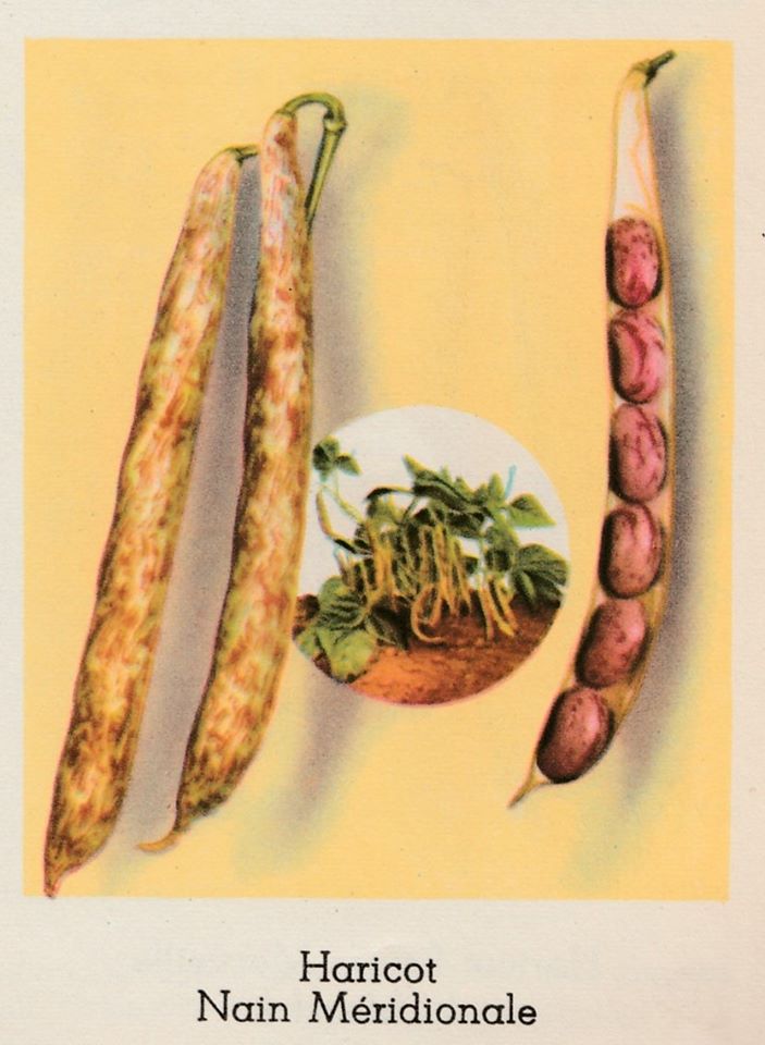 Méridionale