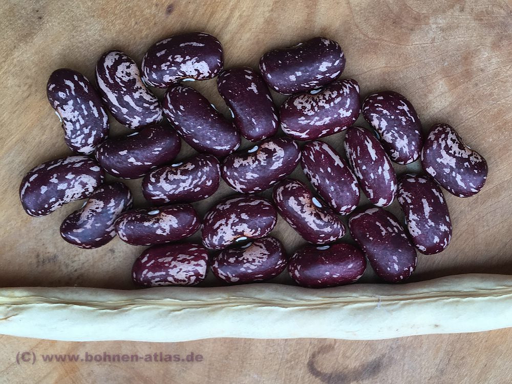 Afghanische Rote