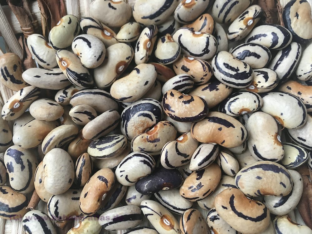 Beli Kiflar (Zebra)