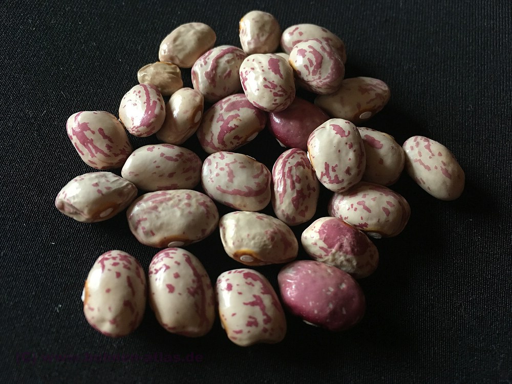 Blanchetta