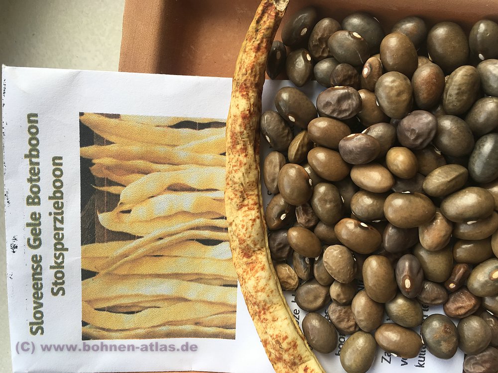Gele Sloveense Boterboon