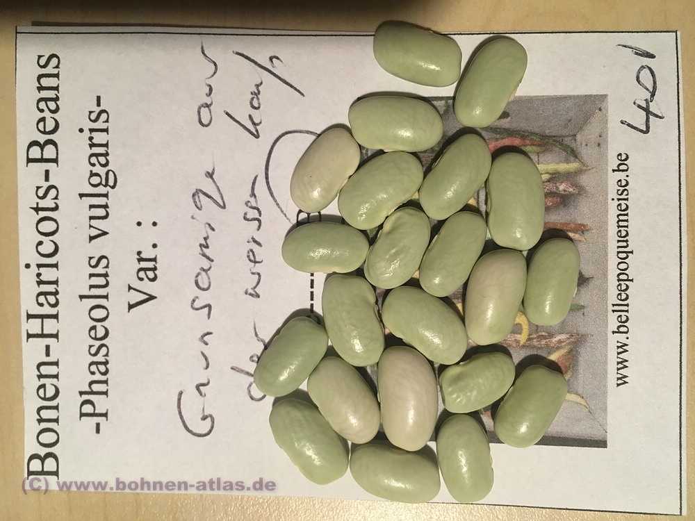 Grünsamige aus den Weißen Karpaten