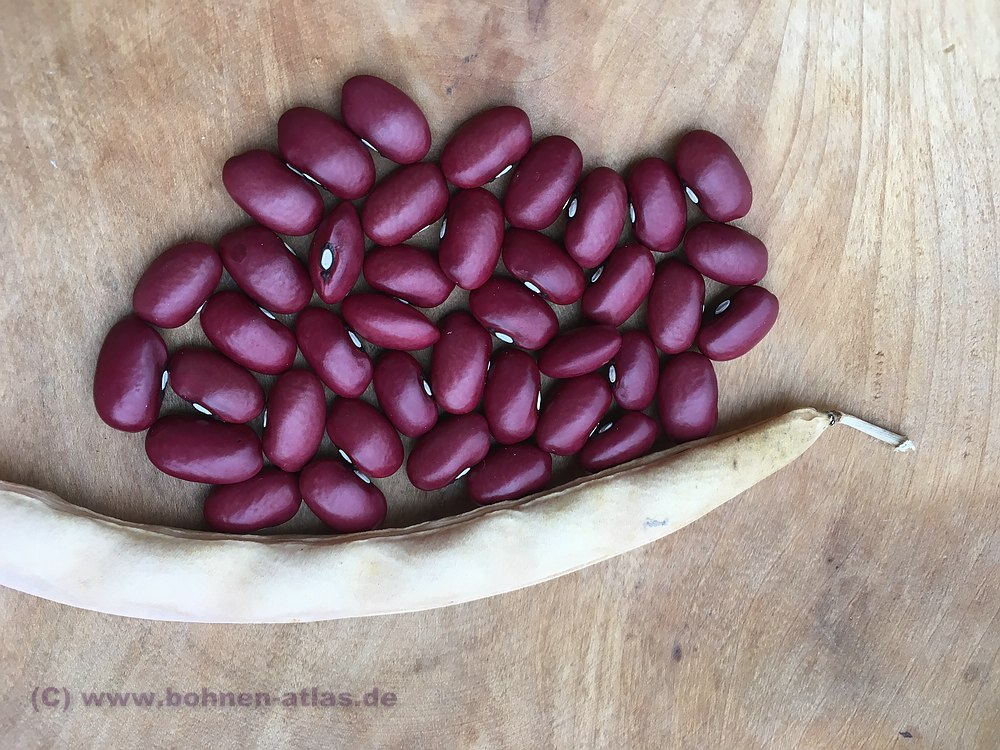 Kashmir Thin Skin Bean