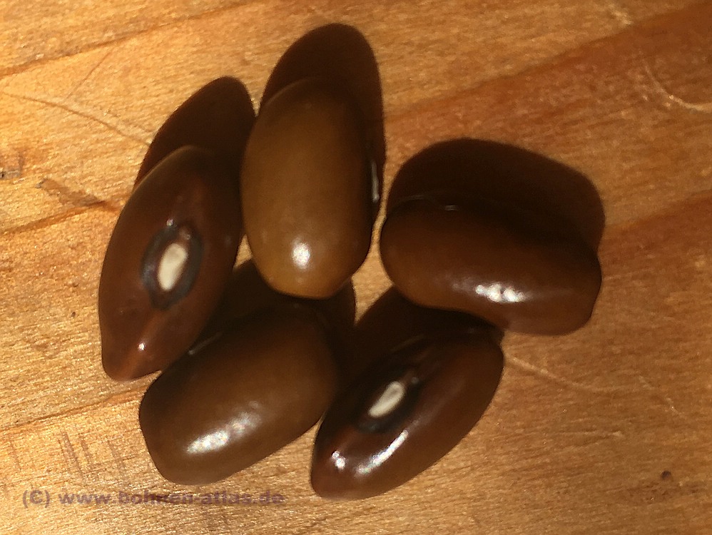 Koricnevaja