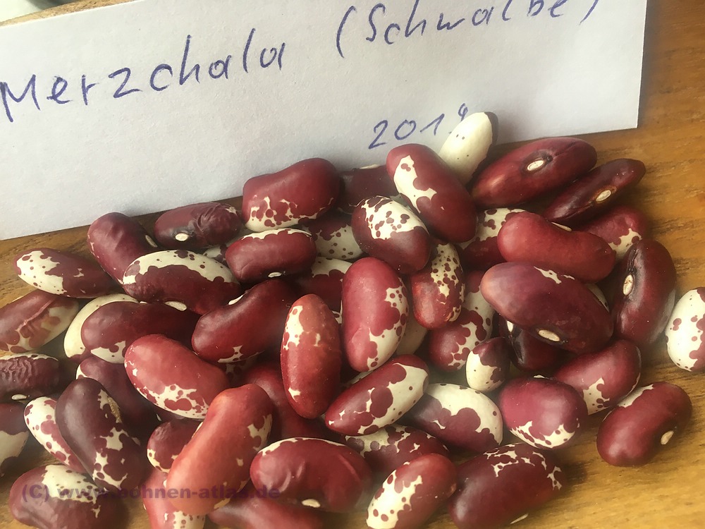 Merzchala (Schwalbe)