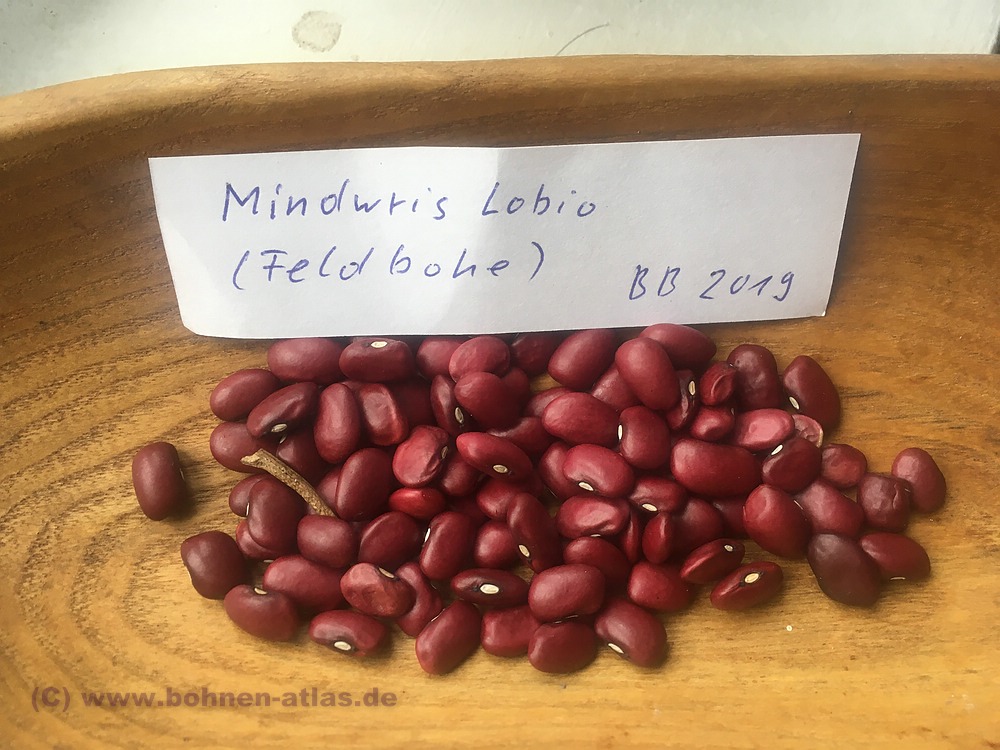Mindwris Lobio (Feldbohne)
