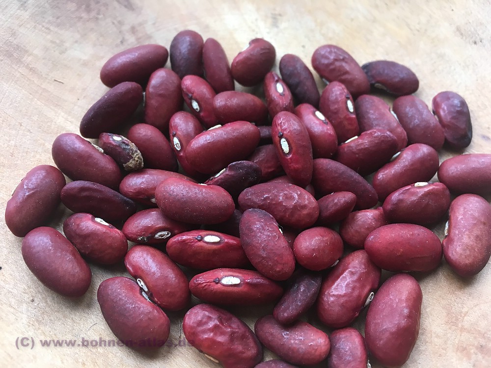 Rognon De Coq