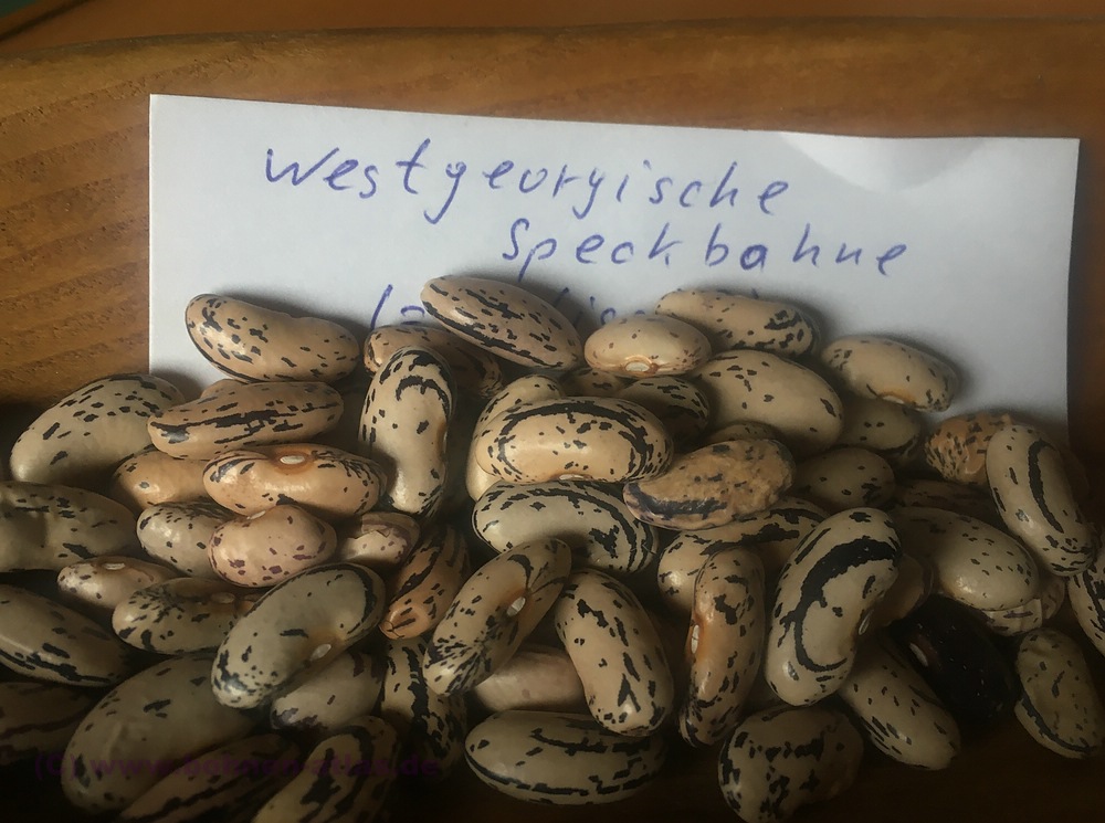 Westgeorgische Speckohne
