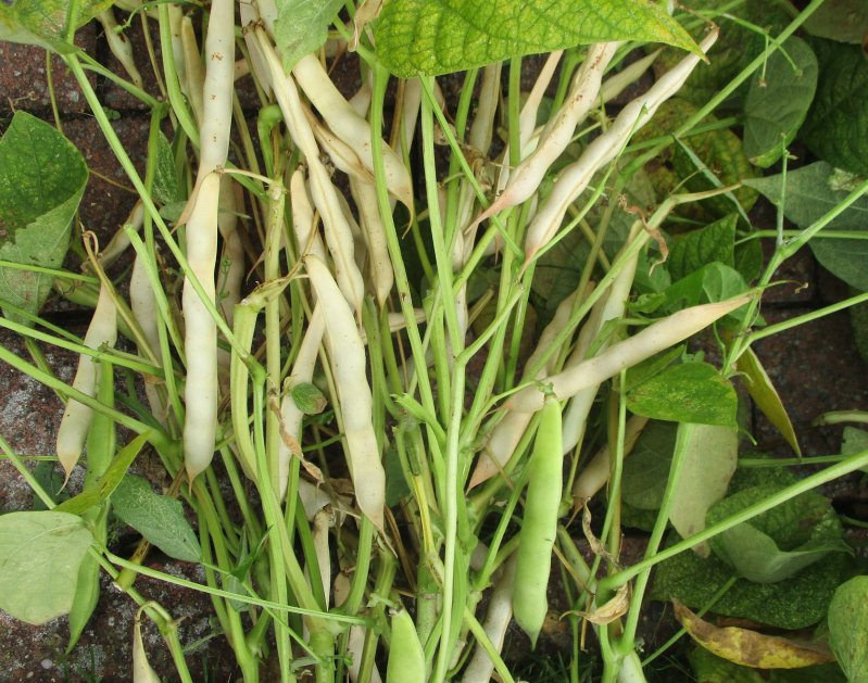 Friese brune Woudboon
