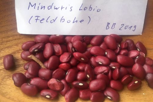 Mindwris Lobio (Feldbohne)