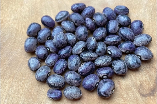 Gray Carioca Bean (Zebra Bohne)