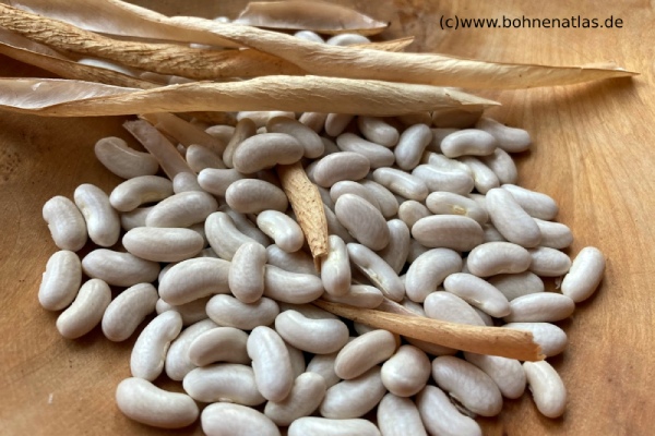 Long Gimuna