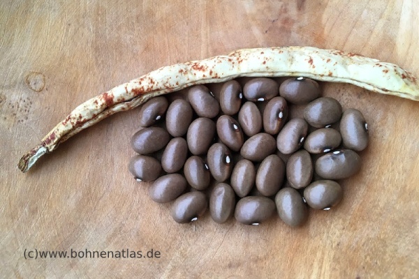 Gele Sloveense Boterboon
