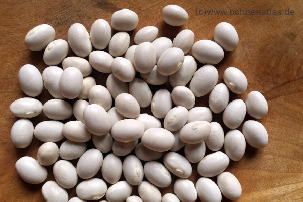 Darinka´s Bean