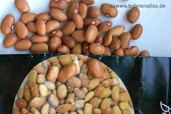 Bolita
