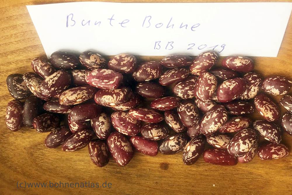 bunte Bohne aus Kachetien