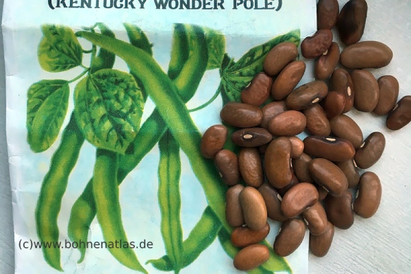 Kentucky Wonder