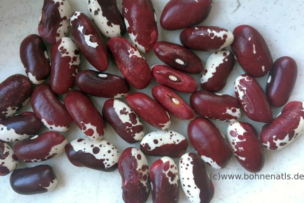 Jacobs Ladder Trout