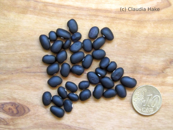 Black Turtle Bean