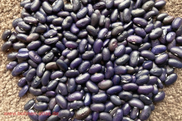 Die Schwarze