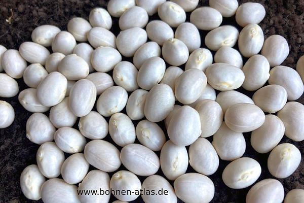 White Coco