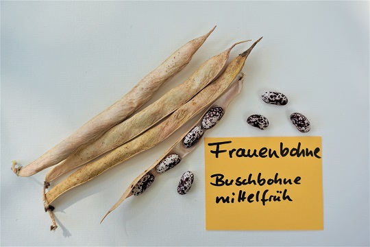 Frauenbohne
