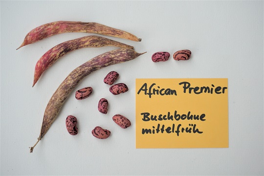 African Premier