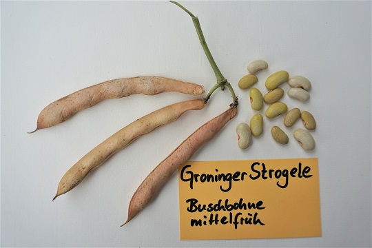 Groninger Strogele