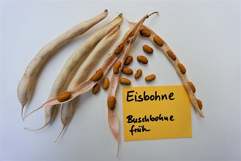 Eisbohne (beige-braun)