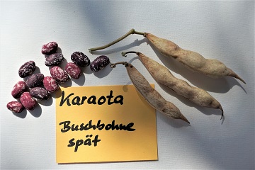 Caraota