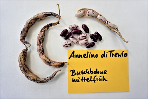 Anellino Di Trento (grüne Bohne)