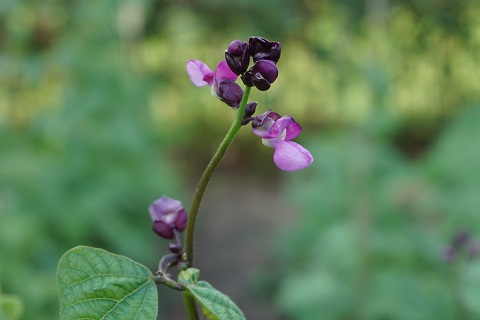 Purple Amazon