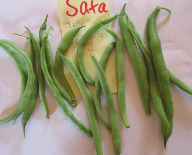 Saxa