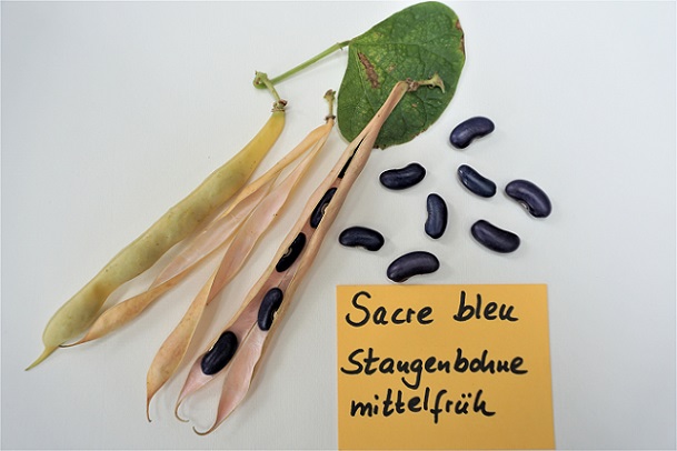 Sacre bleu