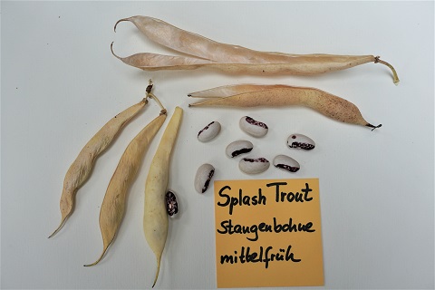 Splash Trout