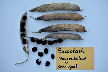 Succotash