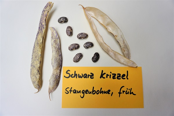 Schwarzkrizzel
