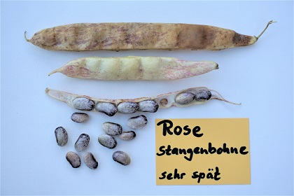 Rose Bean