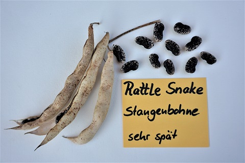 Rattle Snake