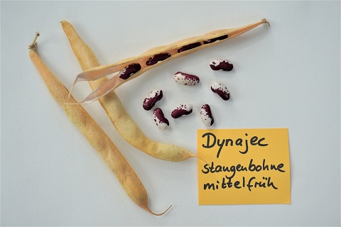 Dynajec
